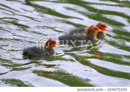 跟隨父母的白痴幼崽 跟隨父母的白痴幼崽 104070104