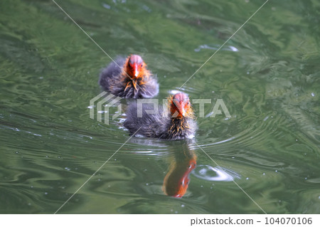 白痴小雞 104070106