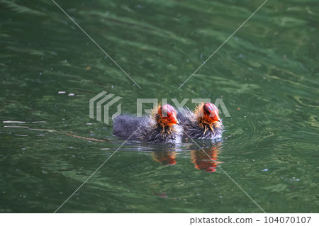 白痴小雞 白痴小雞 104070107