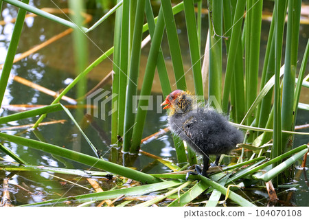 長途游泳後,黑頂小雞會休息 長途游泳後,黑頂小雞會休息 104070108