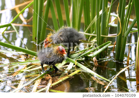 白痴小雞 白痴小雞 104070109
