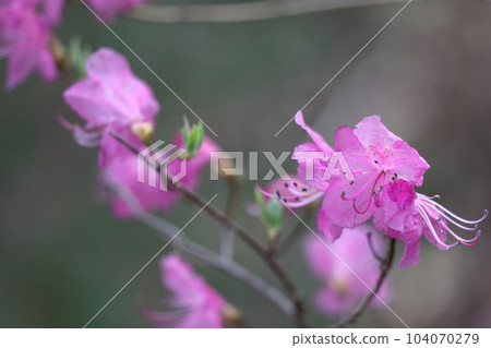 原產於玄界海沿岸地區 104070279