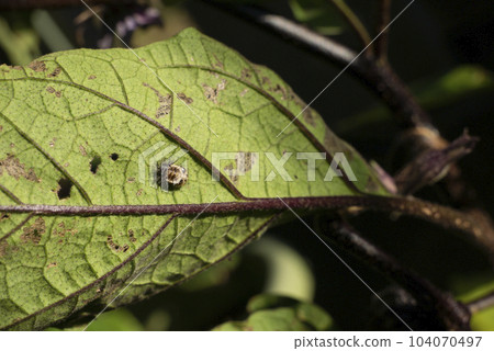 吃了茄子葉子的瓢蟲幼蟲 吃了茄子葉子的瓢蟲幼蟲 104070497