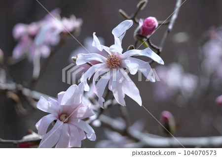 張開拳頭的白花 104070573