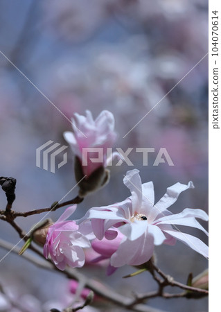 張開拳頭的白花 張開拳頭的白花 104070614