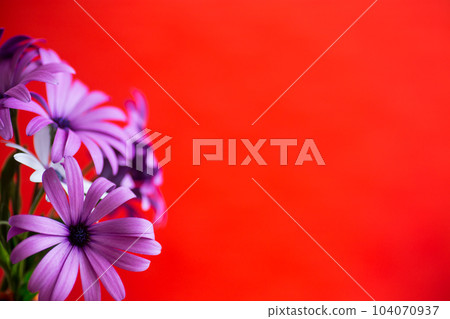 Beautiful white and purple Osteospermum flowers on red background 104070937