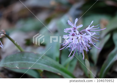 Flowers that convey the joy of spring 104070952
