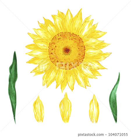 Hand drawn watercolor yellow sunflower isolated on white background. Can be used for print, postcard, poster, book decoration and other printed products. Hand drawn watercolor yellow sunflower isolated on white background. Can be used for print, postcard, poster, book decoration and other printed products. 104071055