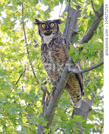 Great Grey Owl sitting on a tree branch in the forest, Quebec, Canada 104071254