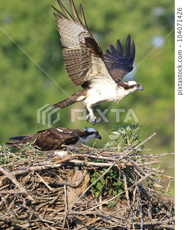 Osprey take off from the nest, Quebec, Canada 104071426