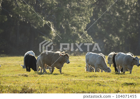 Feeding of cattle on farmland grassland. Milk cows grazing on green farm pasture on warm summer day Feeding of cattle on farmland grassland. Milk cows grazing on green farm pasture on warm summer day 104071455