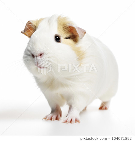 Llama White background AI-generated image Generative AI 104071892