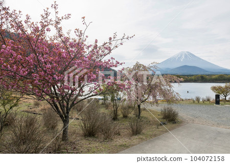 Cherry kanzan and pink cherry sakura at Shoji lake with mt. Fuji 104072158