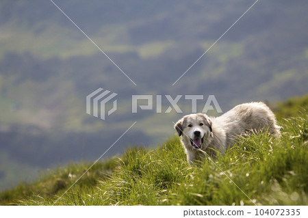 Big white grown clever shepherd dog standing on steep green grassy mountain slope on sunny summer day on copy space background of wide panorama of dark green foggy woody mountain ridge. 104072335