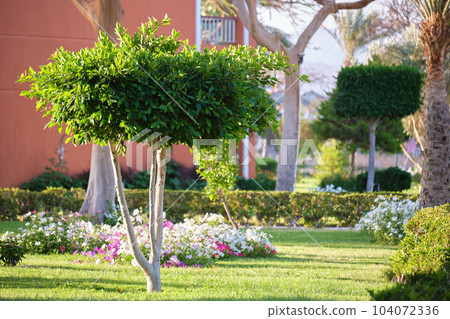 Big tree growing in green lash grass. Agriculture and gardening 104072336