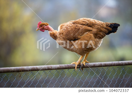 Big red brown hen outdoors sitting on wire fence on bright sunny day on blurred colorful summer copy space background. Farming of poultry, chicken meat and eggs production, healthy food concept. 104072337