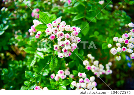 rose rose 104072575