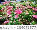 玫瑰 104072577