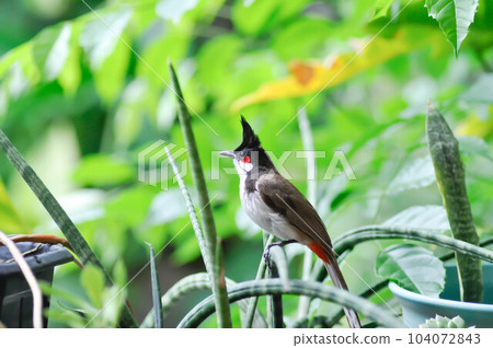 Red whiskered Bulbul, Red whiskered BulbulI or Pycnonotus jocosus or bird Red whiskered Bulbul, Red whiskered BulbulI or Pycnonotus jocosus or bird 104072843