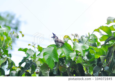 tree , bird and sky or Red whiskered Bulbul on santol tree 104072845