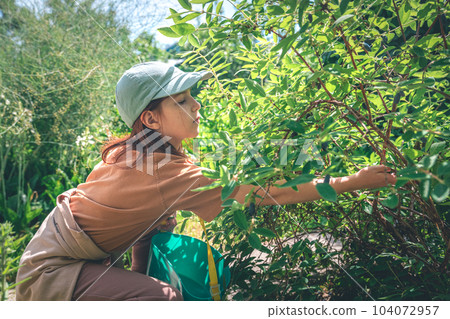 Cute girl in the garden in the summer picks honeysuckle from a bush Cute girl in the garden in the summer picks honeysuckle from a bush 104072957