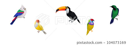 Colorful Tropical Birds as Aves Species with Bright Feathers Vector Set 104073169