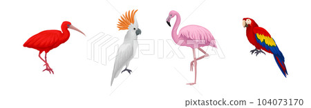 Colorful Tropical Birds as Aves Species with Bright Feathers Vector Set 104073170