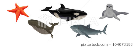 Marine Habitant with Orca Whale, Fur Seal, Starfish and Shark Vector Set Marine Habitant with Orca Whale, Fur Seal, Starfish and Shark Vector Set 104073193