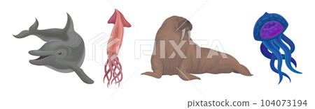 Marine Habitant with Dolphin, Squid, Walrus and Jellyfish Vector Set 104073194
