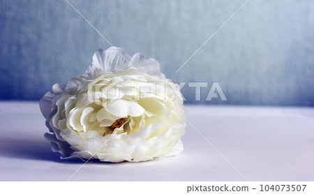 Beautiful white peony on a white and blue background, top view 104073507