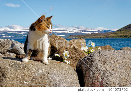 Landscape with cat of icelandic fjord that is surrounding village of Isafjordur - Iceland Landscape with cat of icelandic fjord that is surrounding village of Isafjordur - Iceland 104073702