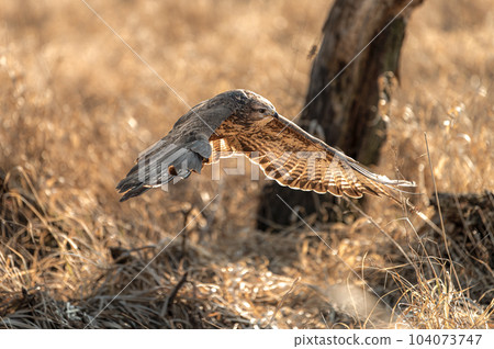 Common buzzard - latin Buteo buteo - while hunting 104073747