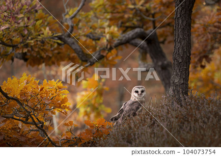 Barn owl - Tyto alba - sitting in heather in autumn Barn owl - Tyto alba - sitting in heather in autumn 104073754
