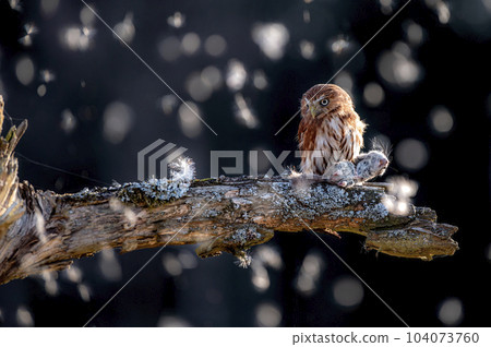 Eurasian pygmy owl - Glaucidium passerinum - sitting on a branch 104073760