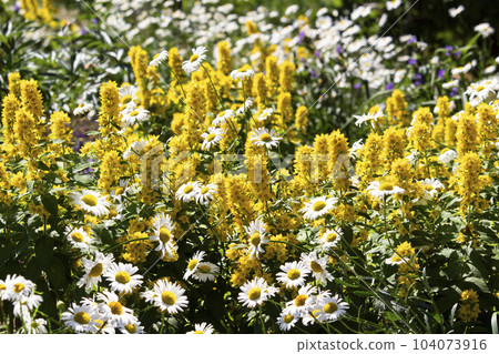 Chamomile and yellow flowers field. Camomile in the nature. Field of camomiles at sunny day at nature. 104073916