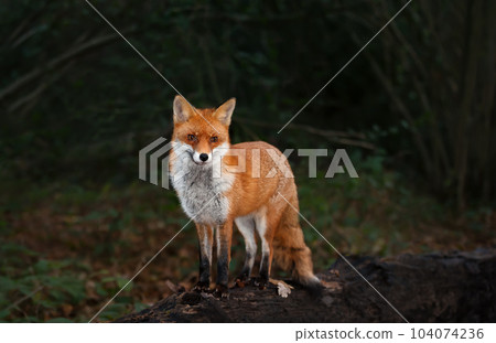 Red fox standing on a fallen tree in late evening 104074236