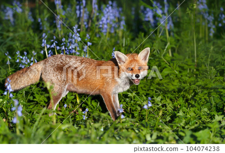 Red fox amongst bluebells in spring 104074238