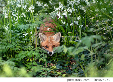 Red fox amongst white variety bluebells in spring Red fox amongst white variety bluebells in spring 104074239