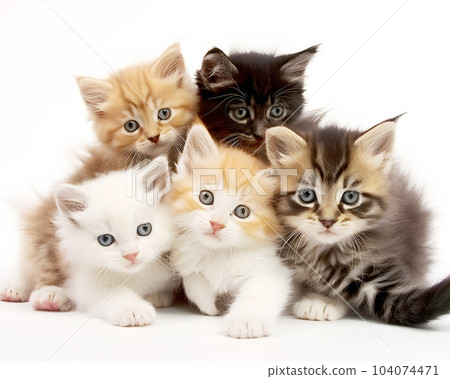 Five kitten 104074471