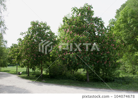A pale red flower of a safflower horse chestnut (safflower horse chestnut) blooming in the park. Flowering time is from May to June. 104074678