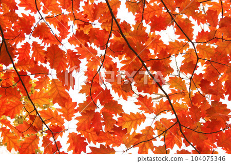 yellow oak leaves on the trees yellow oak leaves on the trees 104075346
