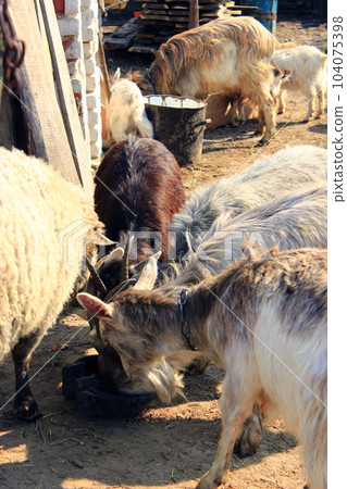 sheep and goats eat in the courtyard 104075398
