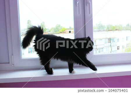 black cat walking on the window-sill black cat walking on the window-sill 104075401