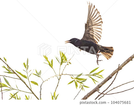 European or common starling, sturnus vulgaris flying away 104075681