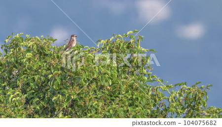 Female red-backed shrike, lanius collurio, standing on green leaves 104075682