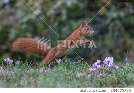 Red squirrel, sciurus vulgaris, jumping on the grass 104075730