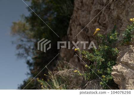 Medicago arborea blossom with copy space background Medicago arborea blossom with copy space background 104076298