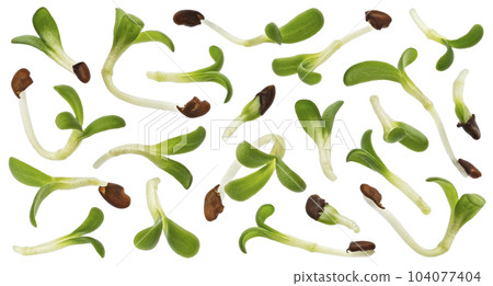 Young microgreen leaves, fresh broccoli sprouts isolated white background 104077404