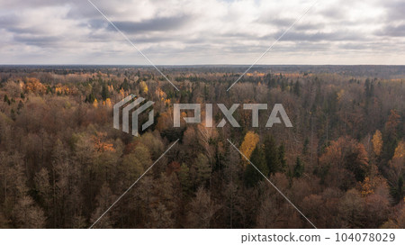 Polish part of Bialowieza Forest to east from Hajnowka 104078029