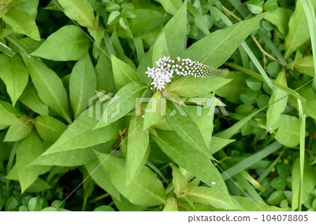 Flower of Okatrano Flower of Okatrano 104078805